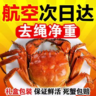 净重全母苏州螃蟹鲜活大闸蟹礼盒装 湖蟹活蟹河蟹全母蟹可公蟹母蟹