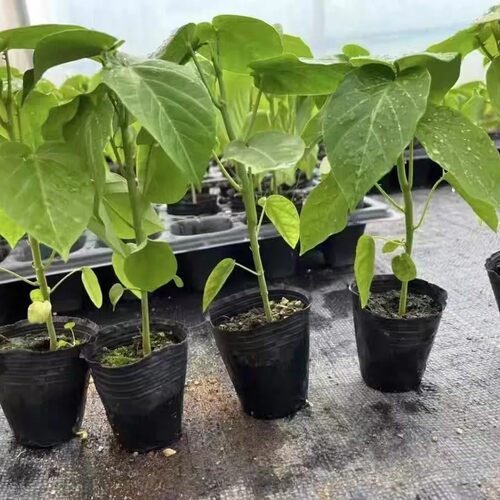 云南纯甜新品种热情果苗正品特大哥伦比亚热情果苗黄金百香耐寒