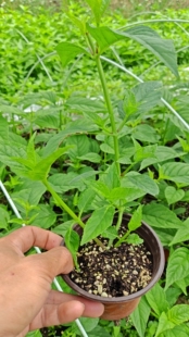 红果参四季青中药材试种包成活算盘果苗绿植盆景水果苗蛛蛛果苗