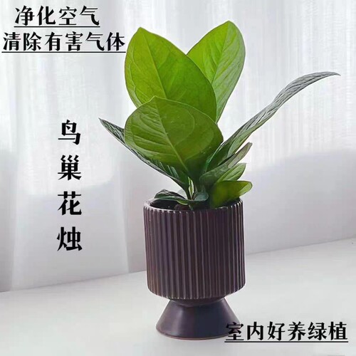 聚宝盆绿植鸟巢花烛盆栽办公室室内客厅净化空气观叶植物深圳同城
