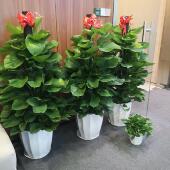 深圳大叶绿萝柱适合客厅办公室内吸甲醛净化空气植物盆栽新品 促销