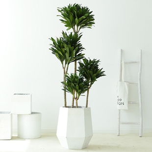 深圳太阳神盆栽绿密龙血树造型网红盆景北欧室内客厅绿植大型植物