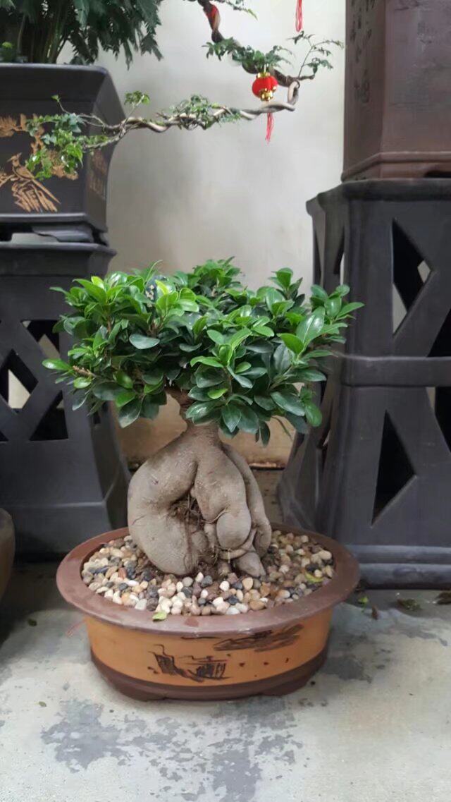 室内绿植盆栽 人参榕 土培植物 榕树盆景树桩 办公桌吸甲醛包邮