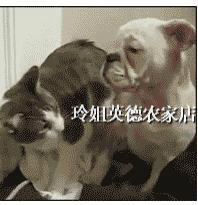 猫狗叫春发情停婷口服外用药抑制发情避免发情叫春雌性用天然绿色