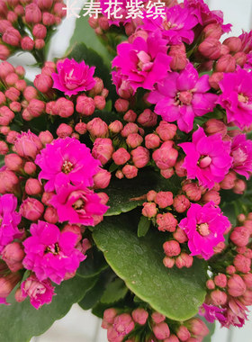 长寿花经典紫色紫缤带花苞巴黎大花复色岩丁绿植客厅花卉植物盆栽