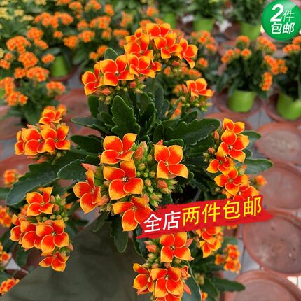 长寿花盆栽罗比橙单瓣复色稀有品种岩丁四季开花室内阳台绿植庭院