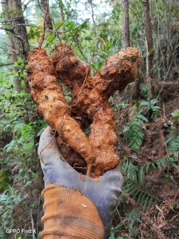 土茯苓山上原生白肉粉质甜硬饭头袪湿气煲汤料广西邻省包邮