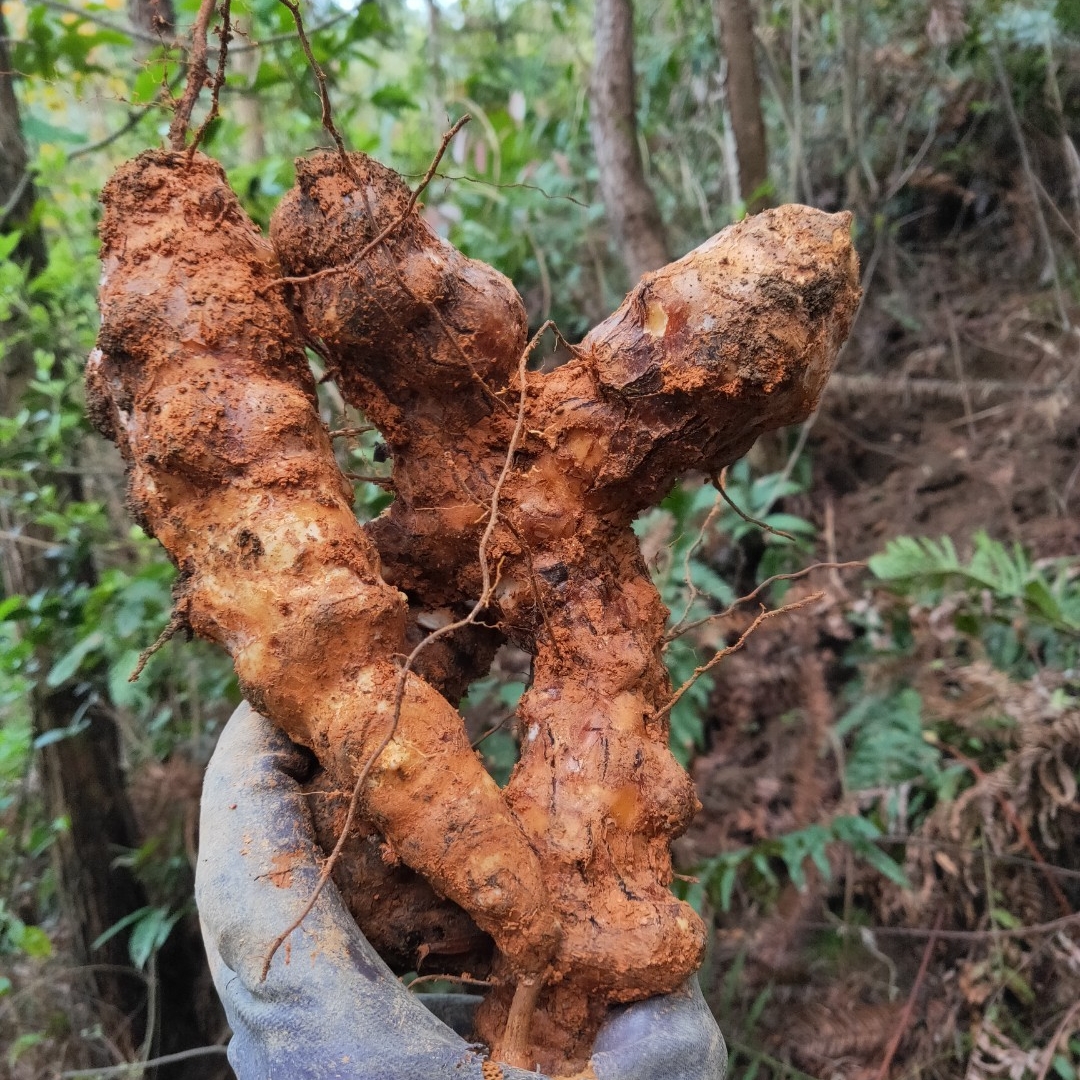 新鲜土茯苓无硫白肉粉质甘甜广西广东煲汤材料袪湿气发霉包赔