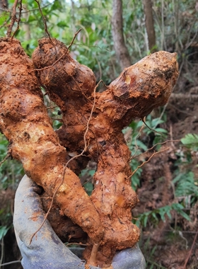 新鲜土茯苓无硫白肉粉质甘甜广西广东煲汤材料袪湿气发霉包赔