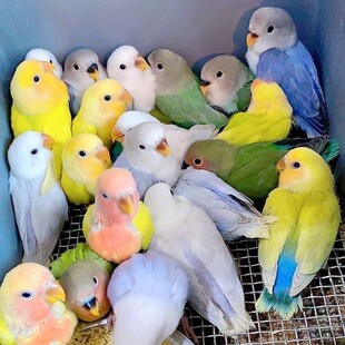 合法牡丹鹦鹉种鸟随机颜色一对包活到家活体可爱聪明
