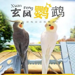 玄凤鹦鹉活体鸟宠物鸟笼鸟粮家居活的可学口哨远离手机理想宠物