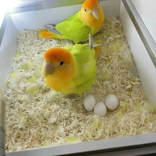 金头苹果绿澳闪鹦鹉活鸟雏鸟手养宠物小鸟亲人活物鸟笼鸟粮家居