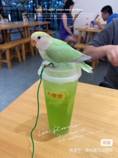 牡丹鹦鹉萌宠黏人小鸟可训练技能呆萌可爱培养爱心远离手机