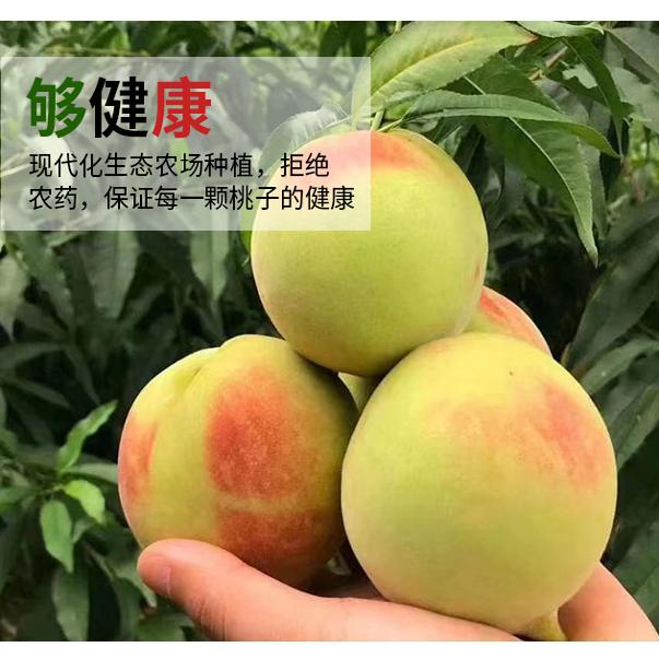 广东连平鹰嘴桃新鲜脆甜水蜜桃现摘时令水果当季广东特产礼盒包邮