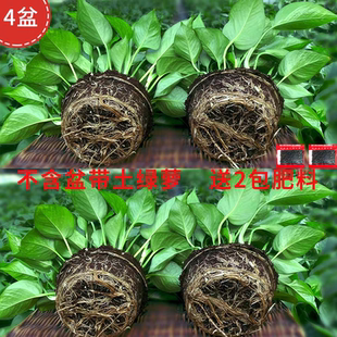 水培绿萝裸根水养养盆栽花卉植物室内绿箩不带盆散苗种子大叶进口