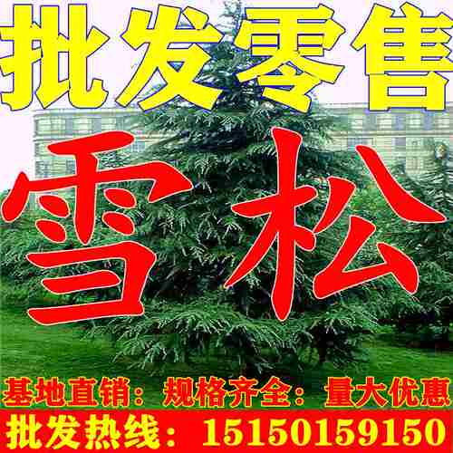 雪松树四季常青耐寒耐旱带土发货