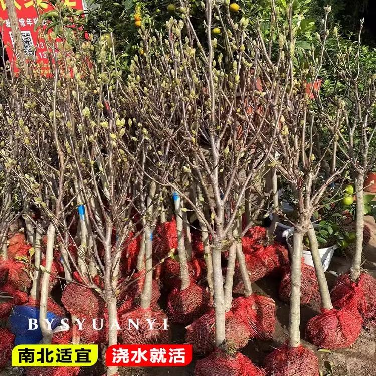 四季牡丹玉兰花广玉兰庭院植物大盆栽带树苗矮化好养树苗花苞耐寒