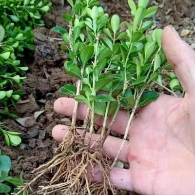 瓜子围墙绿植叶黄杨树苗耐寒绿化带庭院遮挡小叶黄杨苗室外小篱笆