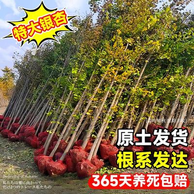 高成活率树形好看树干笔直根