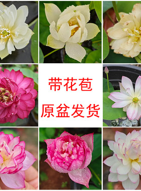 微型碗莲带花苞原盆成品苗