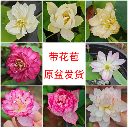 微型碗莲带花苞原盆成品苗