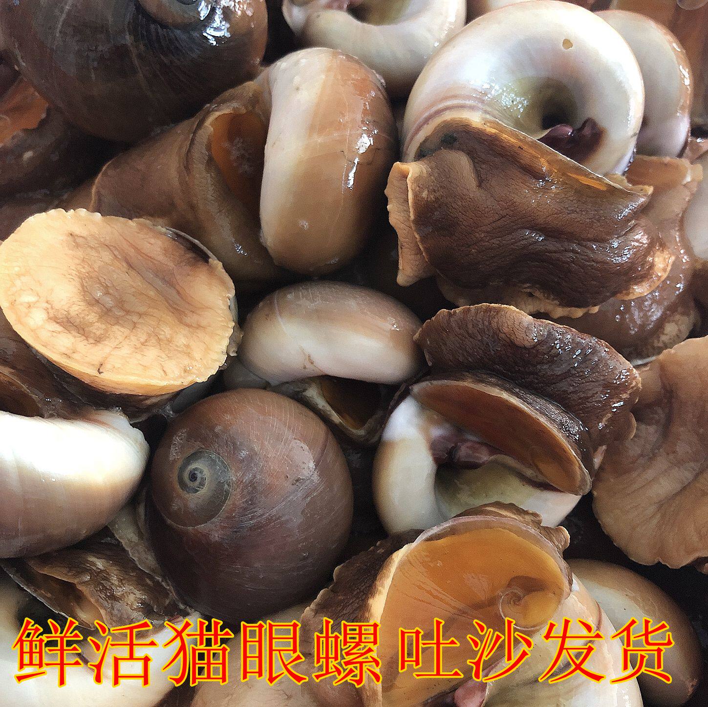 鲜活猫眼螺吐沙发货新鲜贝类海鲜水产香螺沙螺扁香螺