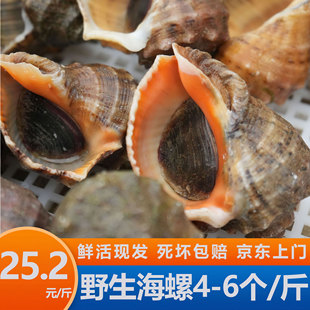 渤海湾新鲜鲜活海螺3斤 4-6个/斤 坏死包赔 特大无沙带黄大号响螺