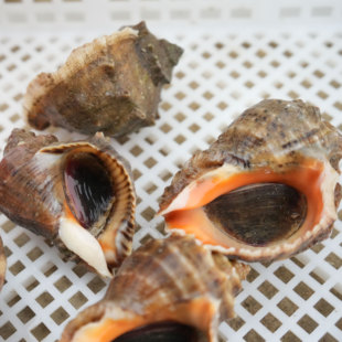 渤海湾新鲜鲜活中号海螺3斤 6-8个/斤 坏死包赔 中大号无沙带黄