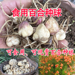 食用百合种球食用百合种球可观赏精选鲜百合种子宜兴百合种球卷丹