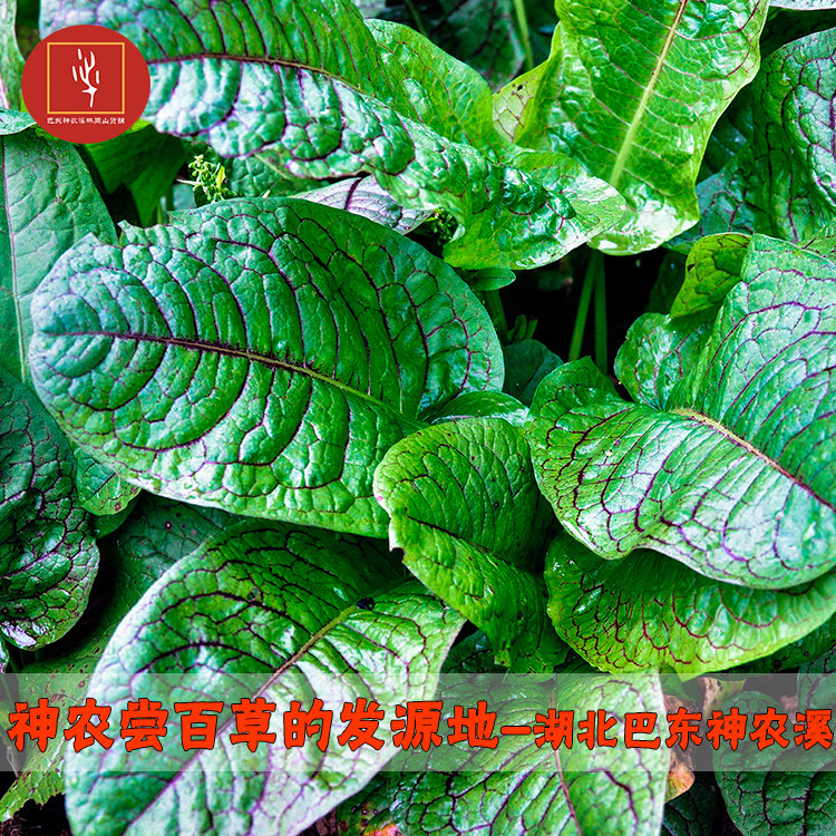 湖北恩施巴东神农溪植物金不换种子土大黄人参三七田七常绿耐易种