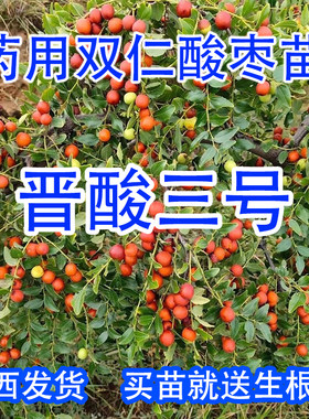 高产药用双仁酸枣苗晋酸3号小山枣苗当年结果荒坡山地丘陵种植