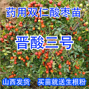 高产药用双仁酸枣苗晋酸3号小山枣苗当年结果荒坡山地丘陵种植