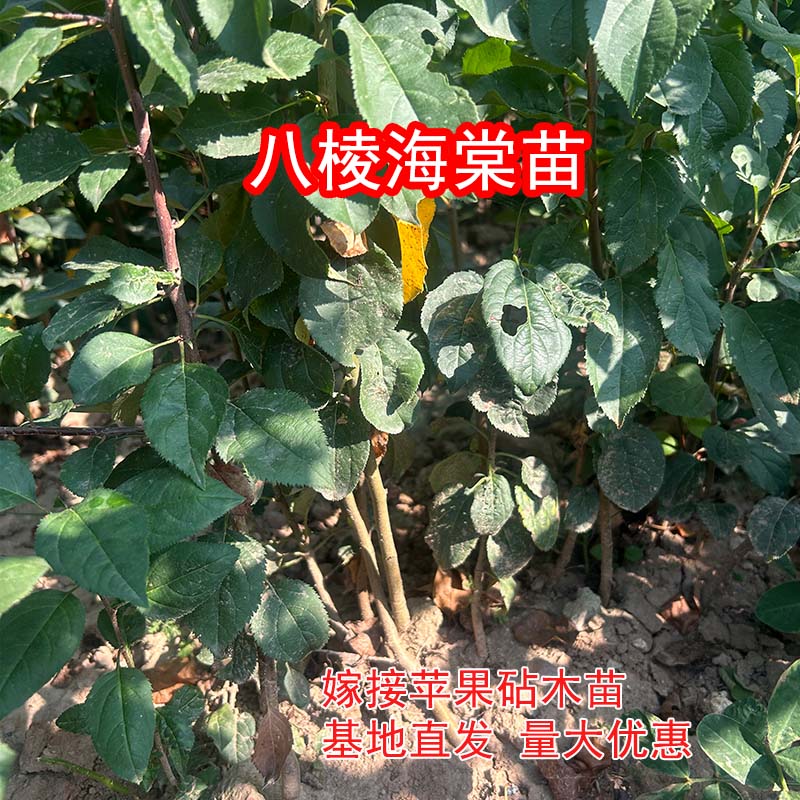 八棱海棠苗嫁接苹果砧木苗