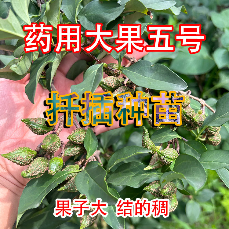 药用高产大果5号连翘树苗 扦插
