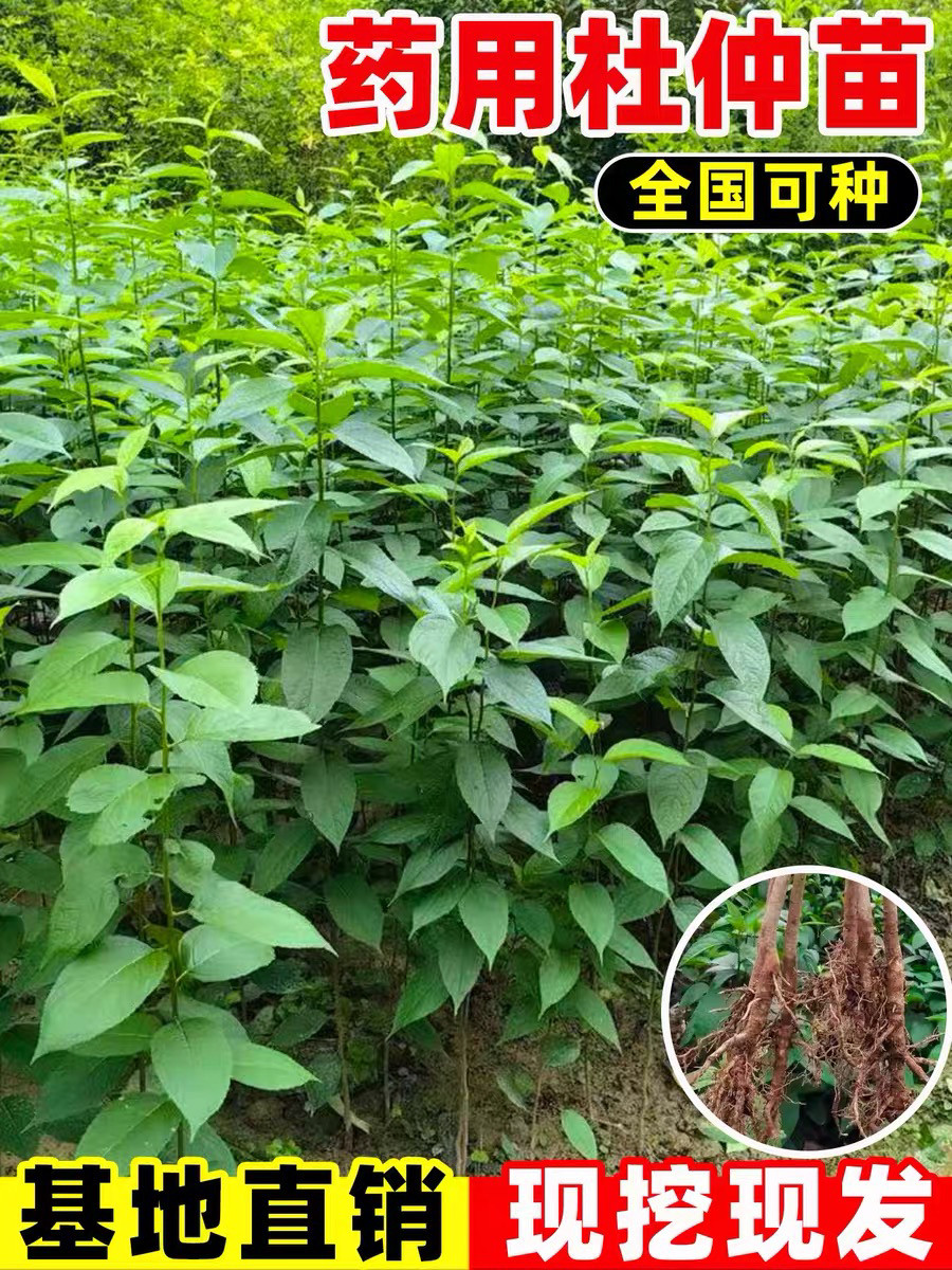 中药材杜仲苗南北方均可种植