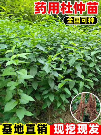 杜仲树苗中药材杜仲小苗山西基地直发地栽南北方种植