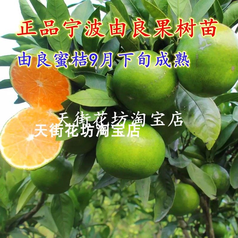宁波特早熟由良蜜桔树苗 盆栽早橘果树苗 橘子树苗满38元自动包邮