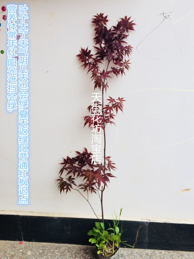 四季珊瑚阁橙之梦有名野村红枫