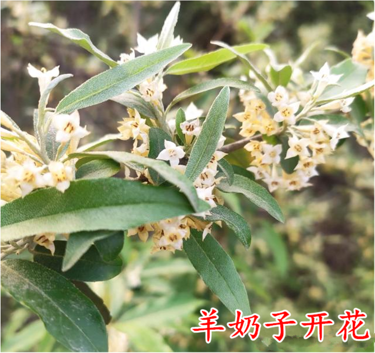 现挖现卖羊奶子树苗盆栽蓝靛果苗庭院黑瞎子树苗胡秃子苗鲜活到家