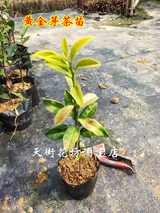 正宗浙江余姚黄金芽茶叶树苗盆栽黄金芽带土发货珍惜龙井白化品种