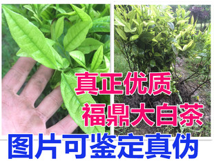 福鼎大白茶树苗盆栽白茶老茶树盆景老茶桩部分带土带盆发货包邮