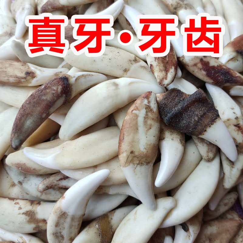 项链真黑狗牙其他其他情侣