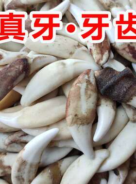 项链真黑狗牙其他其他情侣