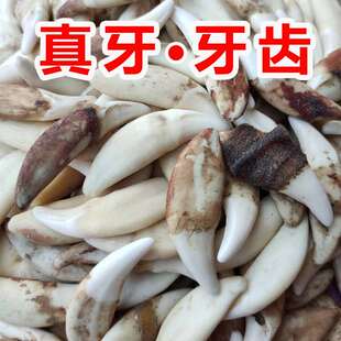 真黑狗牙项链情侣狗牙吊坠儿童藏獒双孔饰品手链男女士骨质牙齿绳