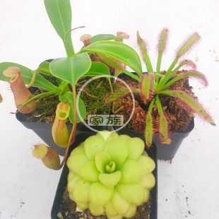 食虫草捕蝇草捕虫堇猪笼草茅膏菜食虫植物迷你盆栽绿植驱蚊虫捕蚊