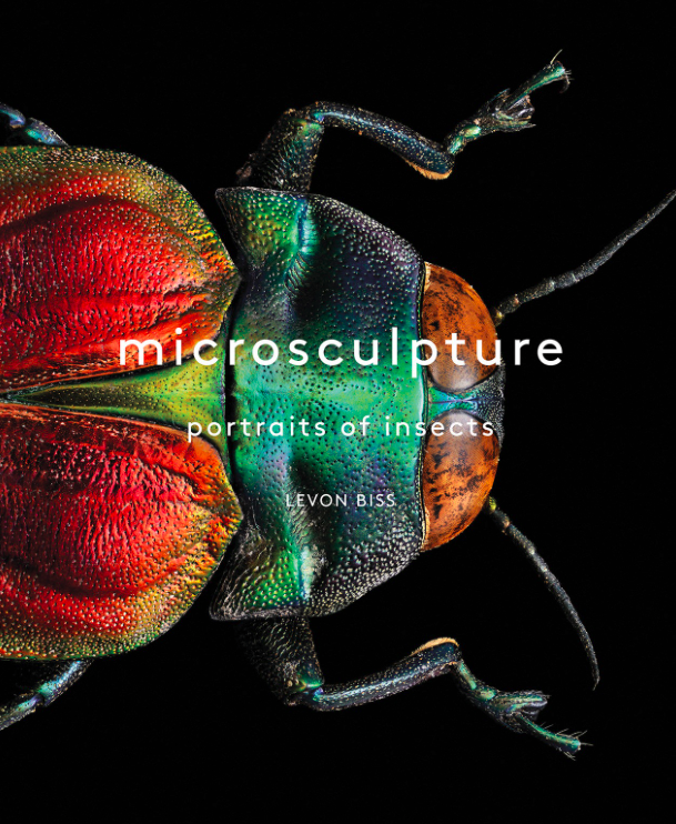 y99昆虫微摄影艺术 microsculpture