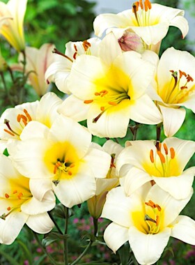 进口百合种球 白色星球 White Planet 百合花种子LO铁炮盆栽球根