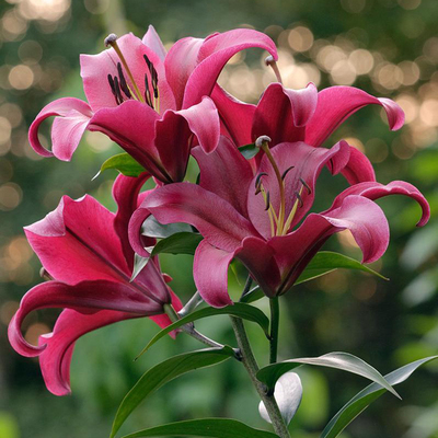 进口百合种球 红色宫殿(帕拉索)Palazzo 百合花球OT百合庭院阳台