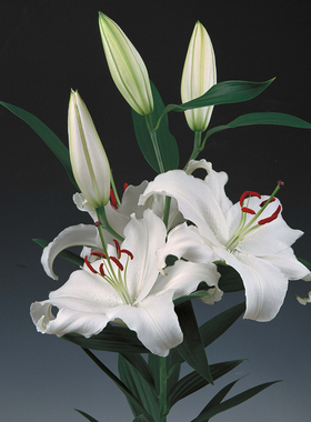 进口东方百合种球桑坦德 Santander 盆栽地栽百合花种子多年生