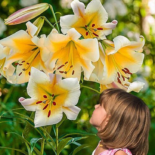 OT百合种球大全 进口一代球 喇叭百合花球花大浓香易养繁殖复花强